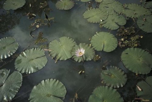 Nymphaea stellata